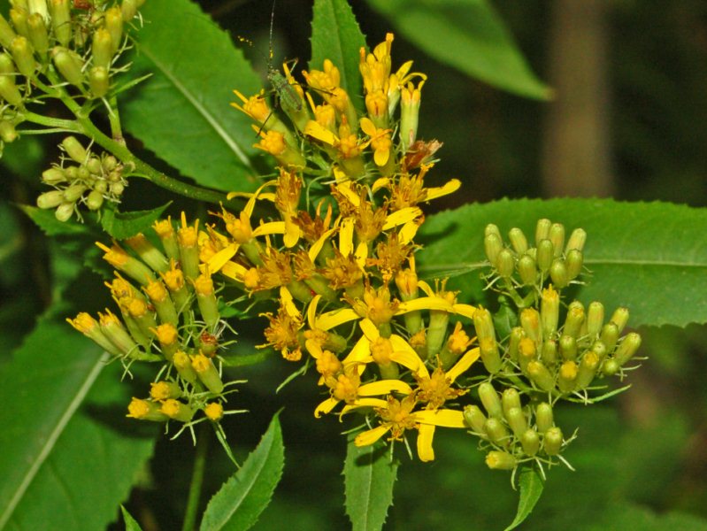 Una Asteracea gialla - Senecio ovatus